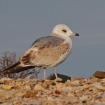 Goéland cendré - Berre 2014
