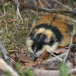 Lemming des toundras