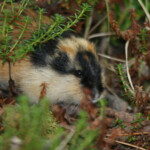 Lemming des toundras