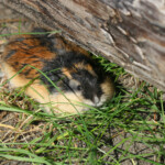 Lemming des toundras