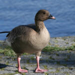Oie à bec court (Islande)