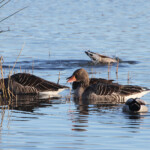 Oie cendrée (Aiguamolls Espagne)