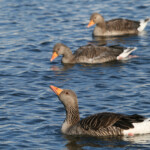 Oie cendrée (Islande)