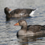 Oie cendrée (Islande)