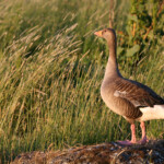 Oie cendrée (Islande)