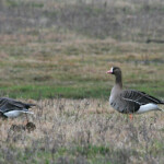 Oie rieuse (Belgique)