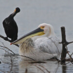 Pélican hybride frisé X blanc - échappé de captivité (Etang de berre)