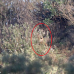 Lynx pardelle Andalousie février 2014
