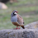 Gallinacés