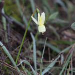 Narcisse