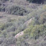 Lynx pardelle Andalousie février 2014