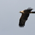 Aigle ibérique immature Andalousie février 2014
