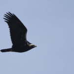 Aigle ibérique Andalousie février 2014