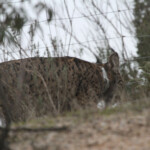 Dingo Andalousie février 2014