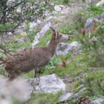 Bouquetin ibérique