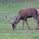 Cerf élaphe Andalousie février 2014