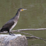 Grand cormoran
