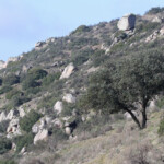 dehessa