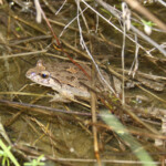 Discoglosse galganoi - Sierra Andujar, Espagne