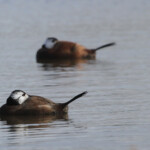 Erismature à tête blanche - Daimiel - Spain, mars 2014