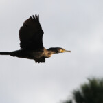 Grand cormoran