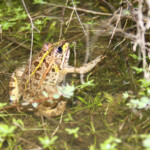 Grenouille verte, Andalousie, Espagne