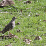 Grive draine (Espagne)