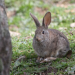 Lapin de garenne Andalousie février 2014