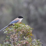 Pie bleue