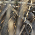 Rémiz penduline - Camargue février 2014