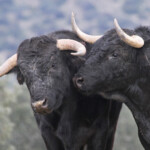 Toro bravo