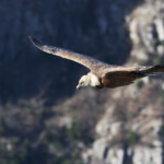 Vautour fauve, Baronnies, mars 2014