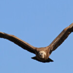 Vautour fauve, Baronnies, mars 2014