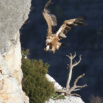 Vautour fauve, Baronnies, mars 2014