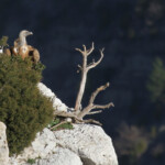 Vautour fauve, Baronnies, mars 2014