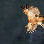 Vautour fauve, Baronnies, mars 2014