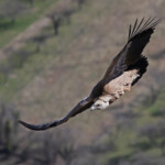 Vautour fauve, Baronnies, mars 2014