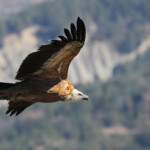 Vautour fauve, Baronnies, mars 2014