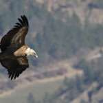 Vautour fauve, Baronnies, mars 2014
