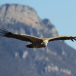 Vautour fauve, Baronnies, mars 2014