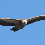 Vautour fauve, Baronnies, mars 2014