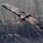 Vautour moine, Baronnies, mars 2014