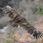 Vautour moine, Baronnies, mars 2014