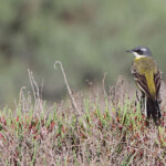 Bergeronnette printanière méridionale (Camargue, avril 2014)