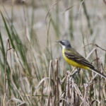 Bergeronnette printanière méridionale (Camargue, avril 2014)