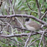 Fauvette à tête noire (Camargue, avril 2014)