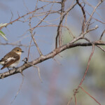 Gobemouche noir (Camargue, avril 2014)