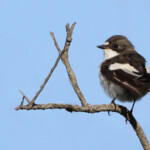 Gobemouche noir (Camargue, avril 2014)