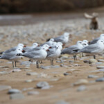 Goéland d'Audouin - Maroc octobre 2012