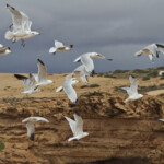 Goéland d'Audouin - Maroc octobre 2012